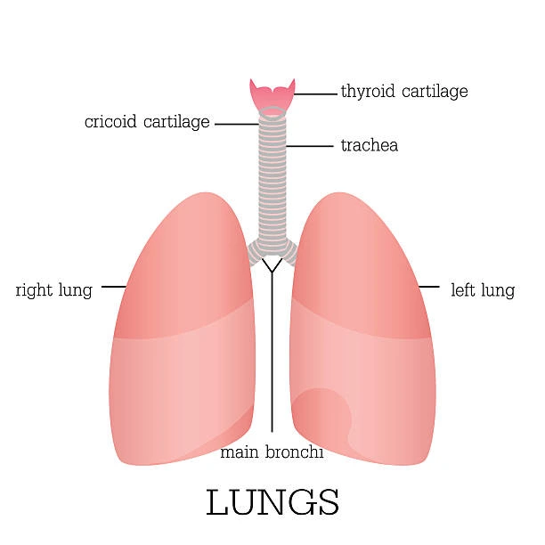 lung cancer