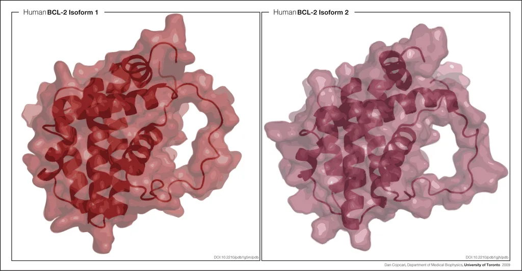 bcl-2 human isoforms