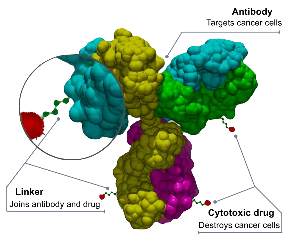 antibody-drug conjugate