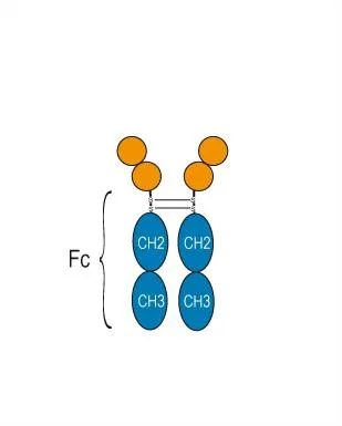 telitacicept structure