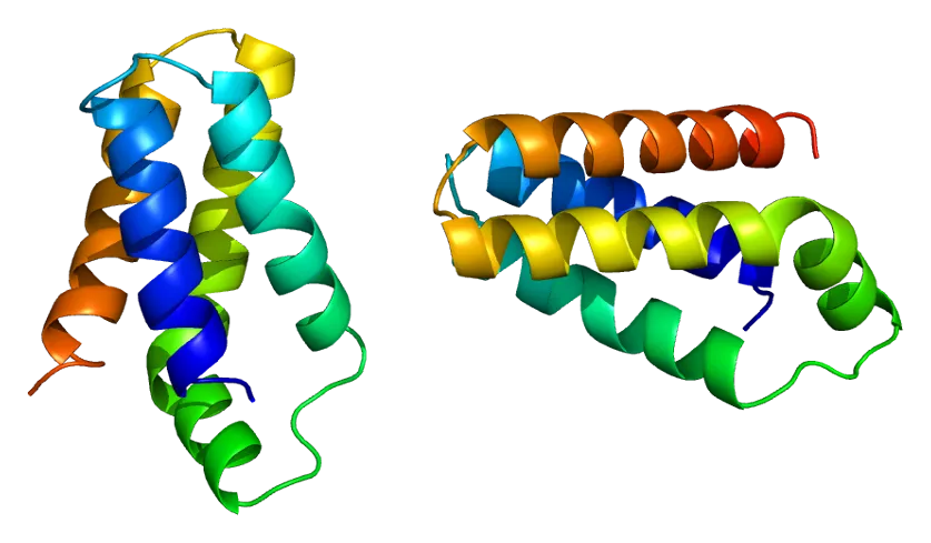 the mTOR pathway