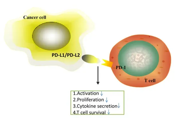 What Class of Drug Is Penpulimab? How This Fc-Engineered PD-1 Monoclonal Antibody Restores Anti-Tumor Immunity? 2 PD-1/PD-L1 pathway