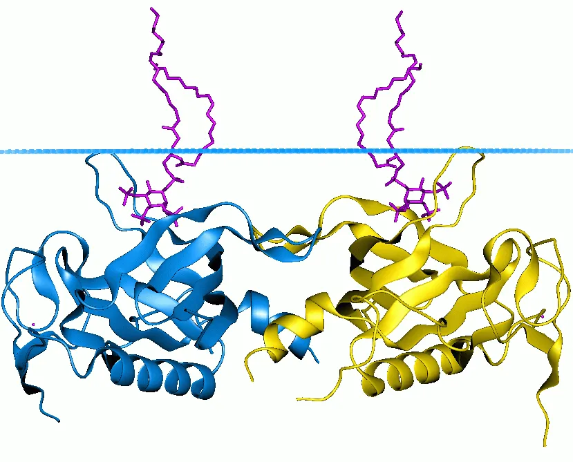 bruton’s tyrosine kinase