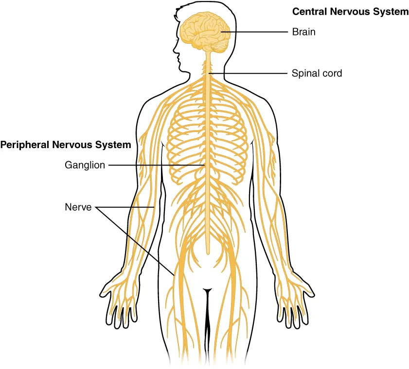 central nervous system