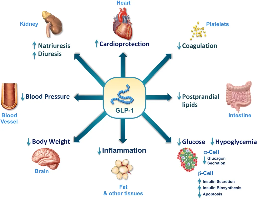2026 Pharma Trends 丨 Which 11 Drugs Will Define the Future of Pharma? 1 glucagon-like peptide-1 (GLP-1)
