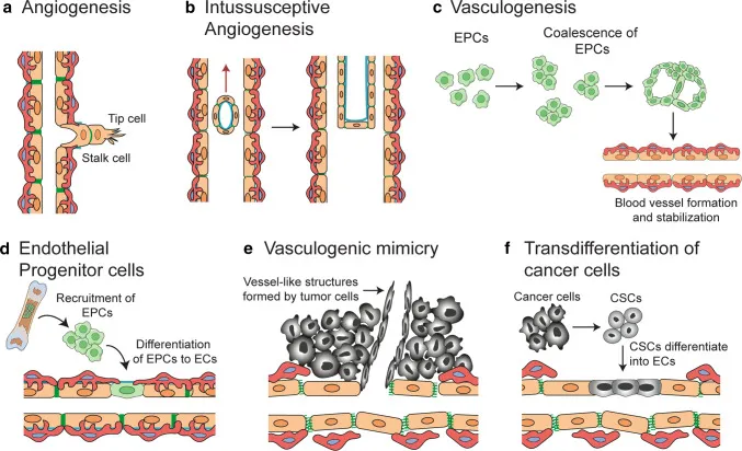 mechanisms of angiogenesis