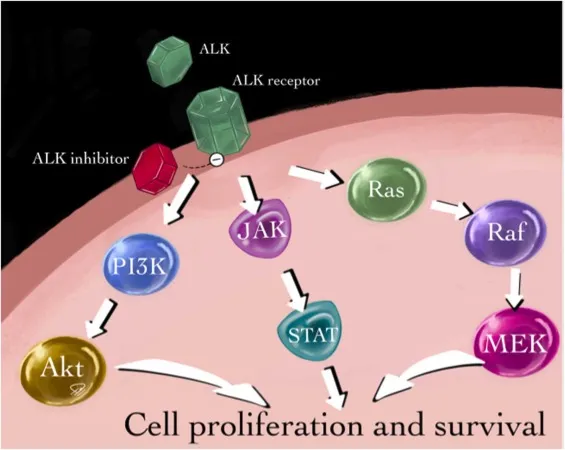 alk inhibitors mechanism of action