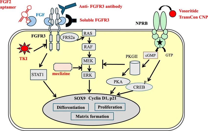 FGFR3 signaling pathway diagram