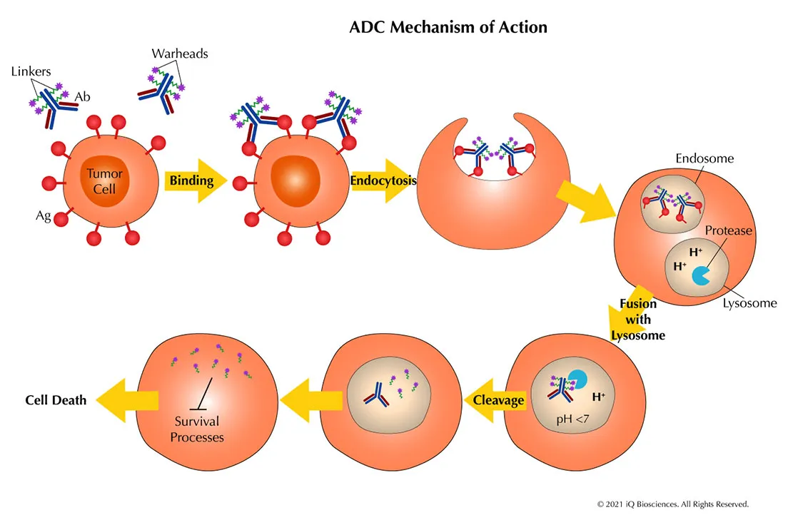 adc mechanism of action