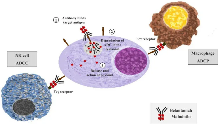mechanisms of action of belantamab mafodotin