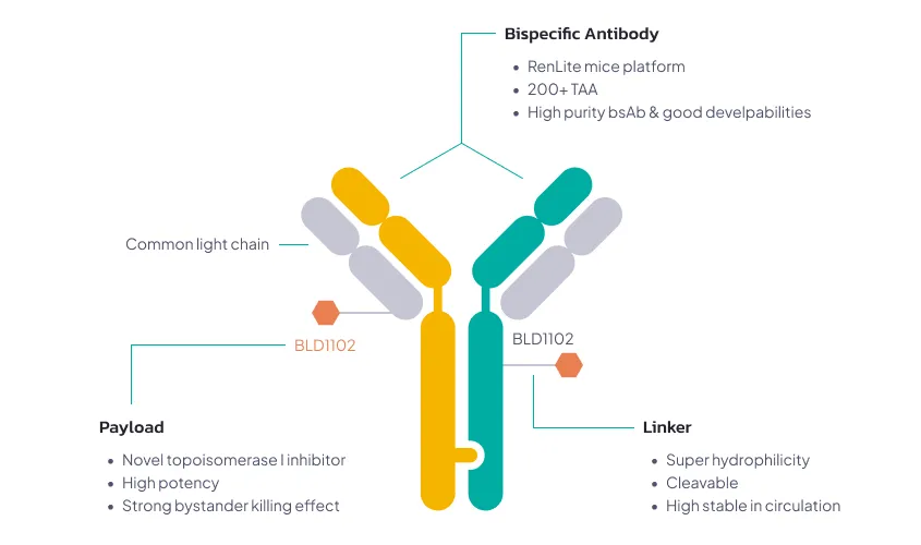 structure of bispecific antibody drug conjugates BsADCs