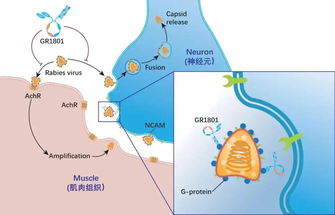 mechanism of action of silevimig